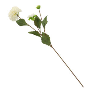 Dahlie creme, ca. 66