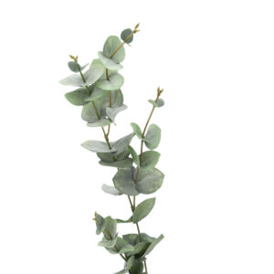 Eukalyptus, ca. 60 cm